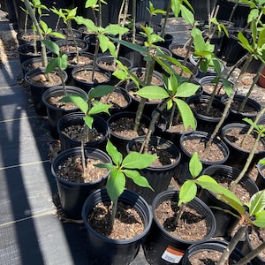 May include: A collection of young plants in black plastic pots. Each pot contains a small plant with green leaves and a slender stem. The plants are arranged in rows on a black surface, likely in a nursery or greenhouse setting.