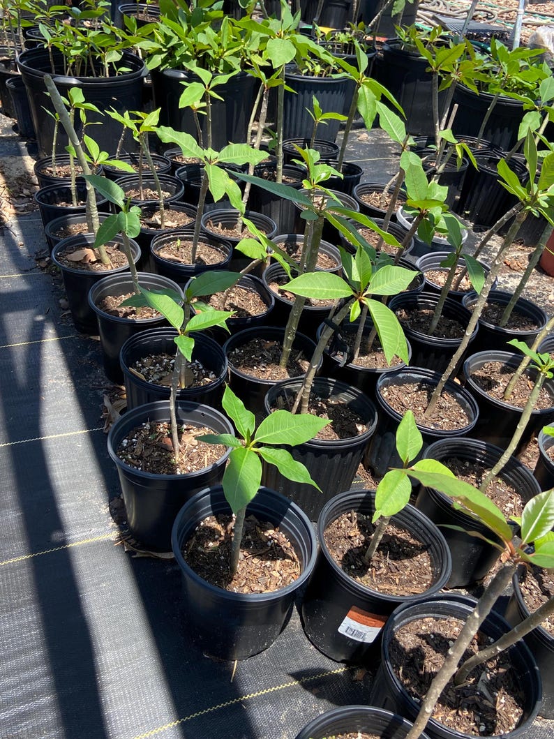 May include: A collection of young plants in black plastic pots. Each pot contains a small plant with green leaves and a slender stem. The plants are arranged in rows on a black surface, likely in a nursery or greenhouse setting.