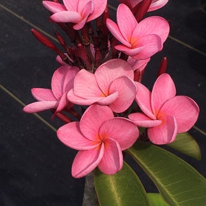 Rooted Plumeria Frangipani SEEDLING, Dark Pink Color Flower, Well Rooted, 7”+ tall. READ DESCRIPTION.