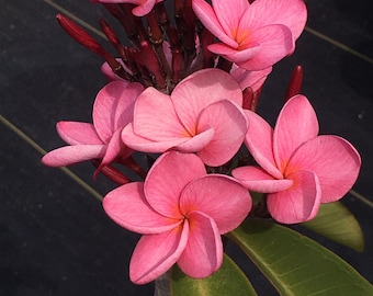 Rooted Plumeria Frangipani SEEDLING, Dark Pink Color Flower, Well Rooted, 7”+ tall.  Please READ DESCRIPTION.