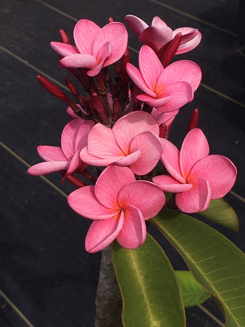 May include: A cluster of vibrant pink plumeria flowers in full bloom. The petals display a gradient of pink hues, with a darker shade at the edges and a lighter center. The flowers are set against a dark background, with green leaves.