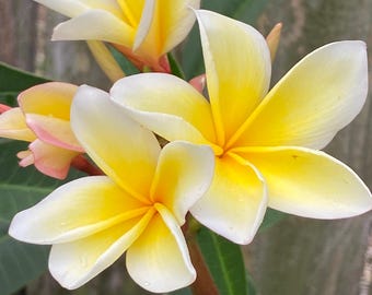 Plumeria SEEDLING, Yellow Color, Well Rooted., 7”+ tall.