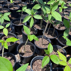 May include: A collection of young plumeria plants in black plastic pots. The plants have vibrant green leaves and slender stems. The pots are arranged closely together, creating a dense display of tropical foliage, ready for planting.