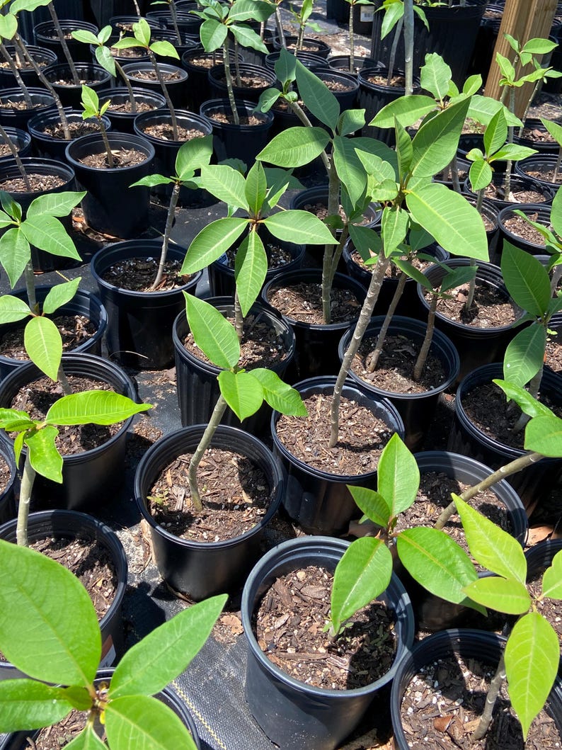 May include: A collection of young plumeria plants in black plastic pots. The plants have vibrant green leaves and slender stems. The pots are arranged closely together, creating a dense display of tropical foliage, ready for planting.
