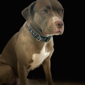 Pode incluir: Um c&atilde;o pit bull terrier marrom e branco usando um colar estampado em preto e branco, sentado em uma superf&iacute;cie marrom claro. O c&atilde;o est&aacute; olhando para a direita do quadro.