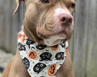 May include: A brown and white pit bull terrier dog wearing a white bandana with a black and orange Halloween print of cats, pumpkins, and stars.