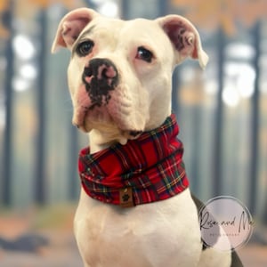 May include: A white dog with black markings wearing a red and green plaid neck warmer. The neck warmer has a small brown leather tag. The background is blurred with fall colors. The dog is looking at the camera.