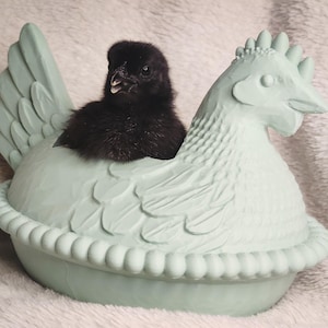 Puede incluir: Un pollito negro se encuentra dentro de un recipiente en forma de gallina de color verde claro. El recipiente presenta un dise&ntilde;o detallado, incluyendo alas, cresta y borde con cuentas. El pollito es esponjoso y oscuro, contrastando con el recipiente pastel.