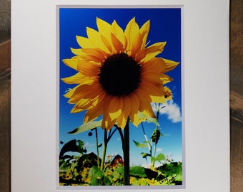 Happy Sunflower - Minnesota Arboretum - 5X7 Photograph secured to an 8X10 Mat with backboard