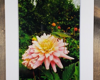 Summer Grasshopper - Minnesota Arboretum - 4X6 Photograph secured to a 5X7 Mat with backboard
