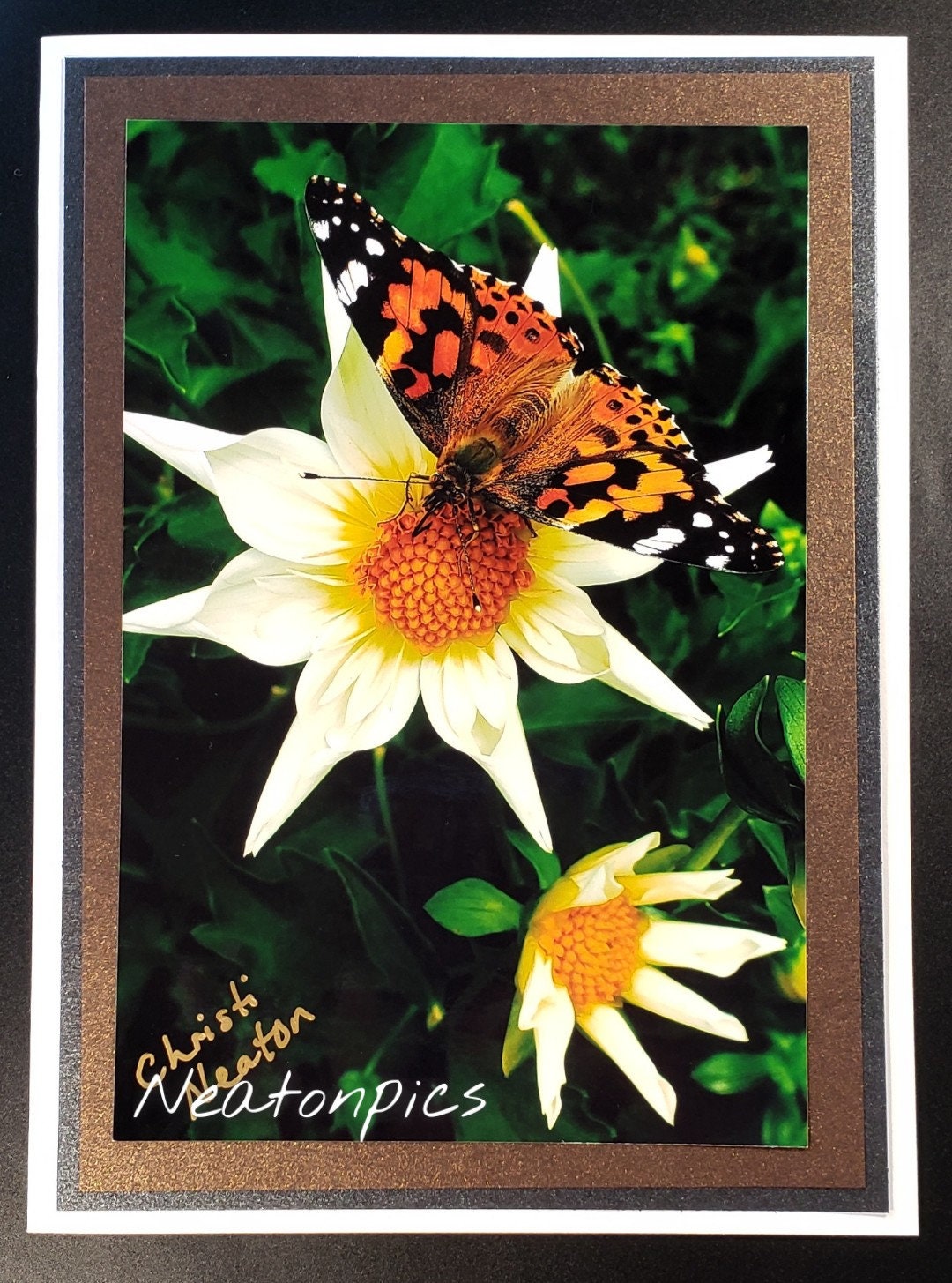 Resting Butterflies - Handmade Photo Greeting Cards - 5X7 Blank - Any ...