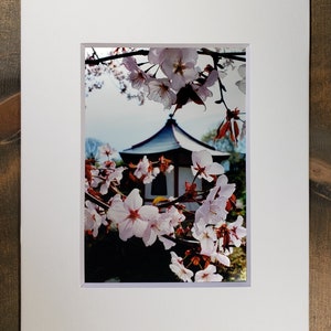 Cherry Blossoms - Normandale Japanese Garden - 5X7 Photograph secured to an 8X10 Mat with backboard