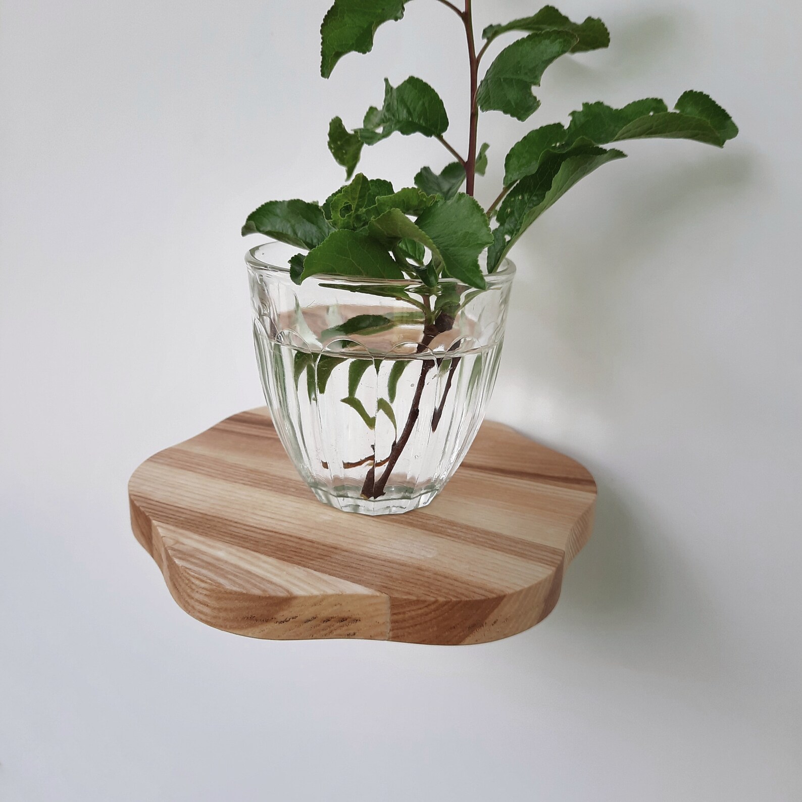 Set plant shelves round wall shelf circle small floating shelf Etsy
