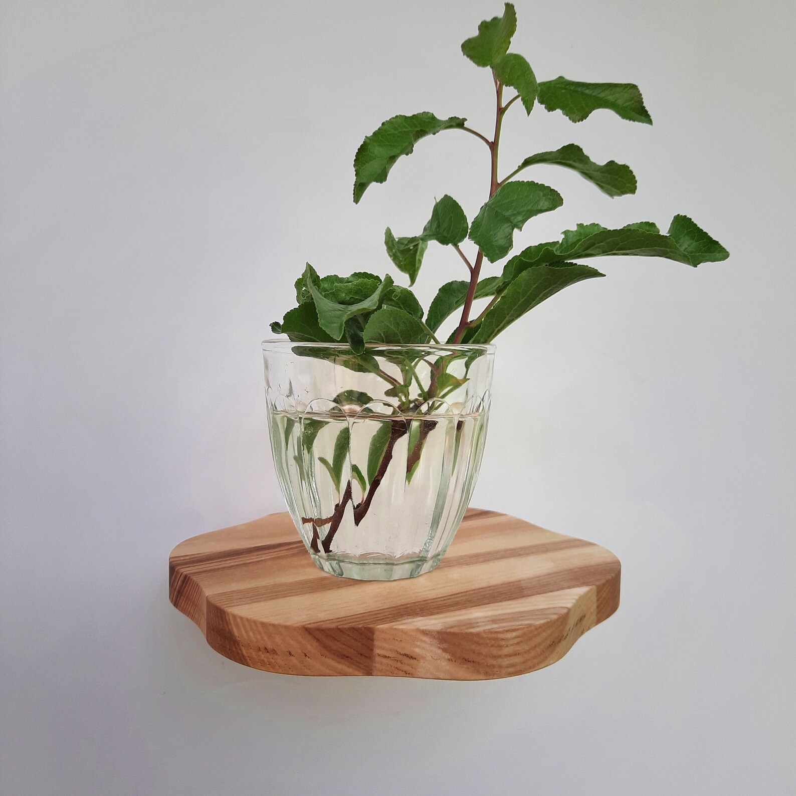 Set plant shelves round wall shelf circle small floating shelf Etsy