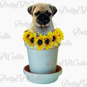 Pug in powder blue flower pot with sunflowers, digital download, clip art, PNG, JPG