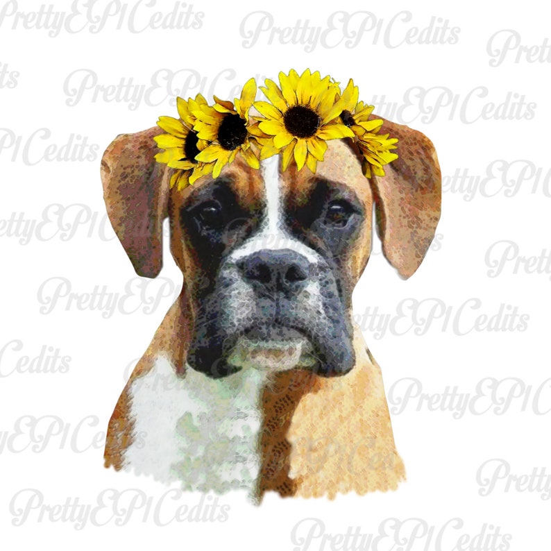 watercolor dog JPG watercolor Boxer with sunflowers PNG digital download,clip art