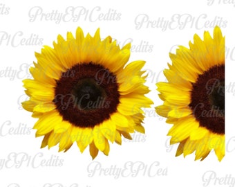 Könnte beinhalten: Zwei leuchtend gelbe Sonnenblumen mit dunkelbraunen Zentren vor weißem Hintergrund.