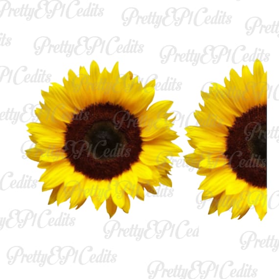 Half sunflower whole Sunflowerdigital download clip art | Etsy
