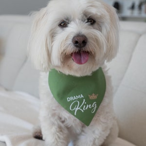May include: A small white dog with long fur wearing a triangular green pet bandana. The fabric features the text "DRAMA" in white block letters above the word "King" in a white script font, accompanied by a small gold crown icon.