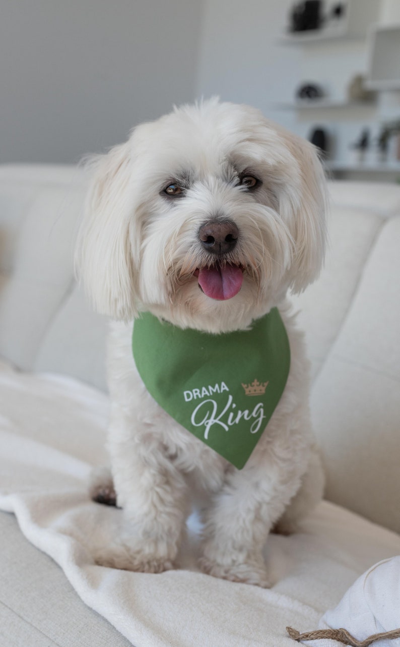May include: A small white dog with long fur wearing a triangular green pet bandana. The fabric features the text "DRAMA" in white block letters above the word "King" in a white script font, accompanied by a small gold crown icon.