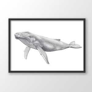 Humpback Whale art print | black and white | ocean wall art | nautical drawing | coastal beach decor | marine animal | scuba diving gift