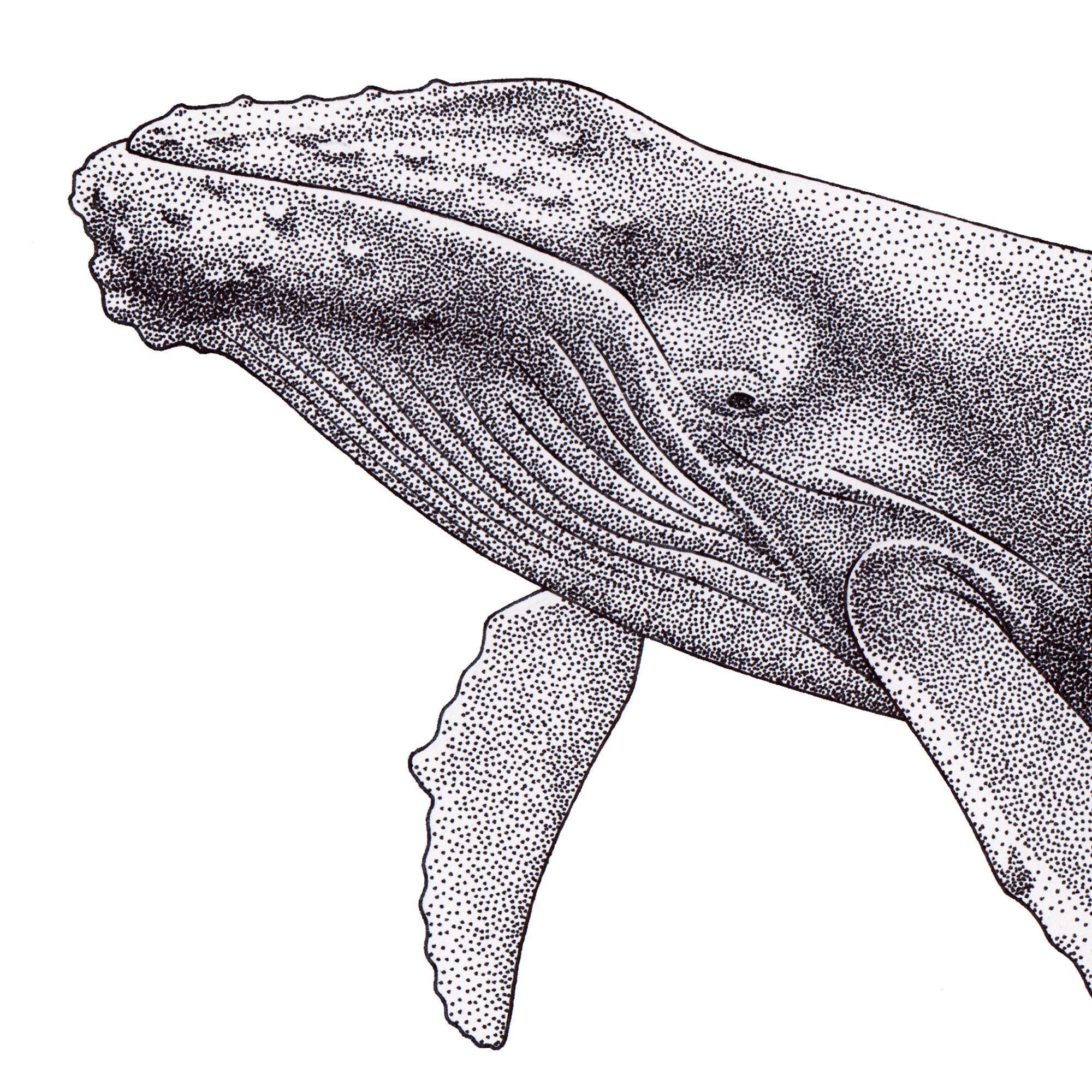 Humpback Whale Blank Greeting Card With Envelope Black and White Ocean ...