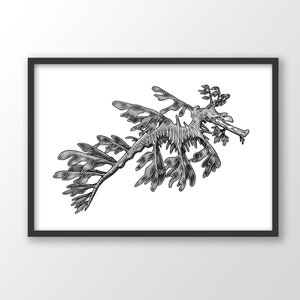 Leafy Sea Dragon art print | black and white | ocean wall art | nautical drawing | coastal beach decor | marine animal | scuba diving gift