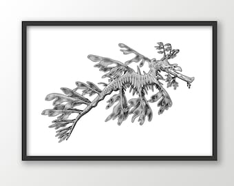 Leafy Sea Dragon art print | black and white | ocean wall art | nautical drawing | coastal beach decor | marine animal | scuba diving gift