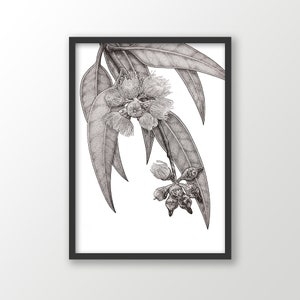 Ghost Gum Eucalyptus art print | black and white | Australian native | botanical wall art | nature drawings | native flora decor | floral