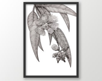 Ghost Gum Eucalyptus art print | black and white | Australian native | botanical wall art | nature drawings | native flora decor | floral