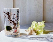 FREE Shipping Japanese Marimo Terrarium Nano Marimo Moss Terrarium Kit Desk Accessories Indoor Plan Green Gift Home Decor
