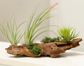 Long Driftwood For Macrame /& Weaving Craft Driftwood Thick Driftwood Piece 22/'/' Airplant Holder 55,5cm Rounded Airplant Mobile