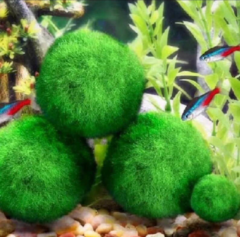 1 Large Live Marimo Moss Balls 1.25 1.75 /Aquarium Etsy