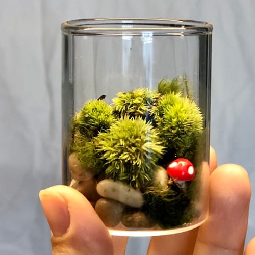 Small Live Moss Terrarium With Cork Lid Live Plant Terrarium Etsy Canada
