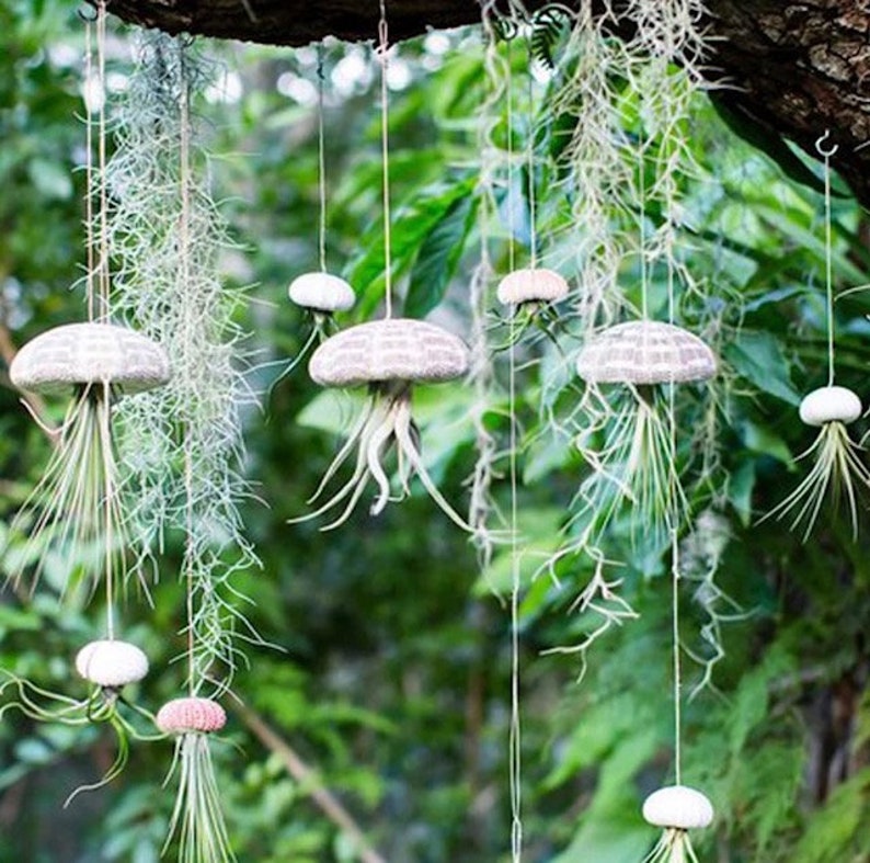 Hanging Air Plant Jellyfish / Tillandsia /Alphonse Sea Urchin Etsy
