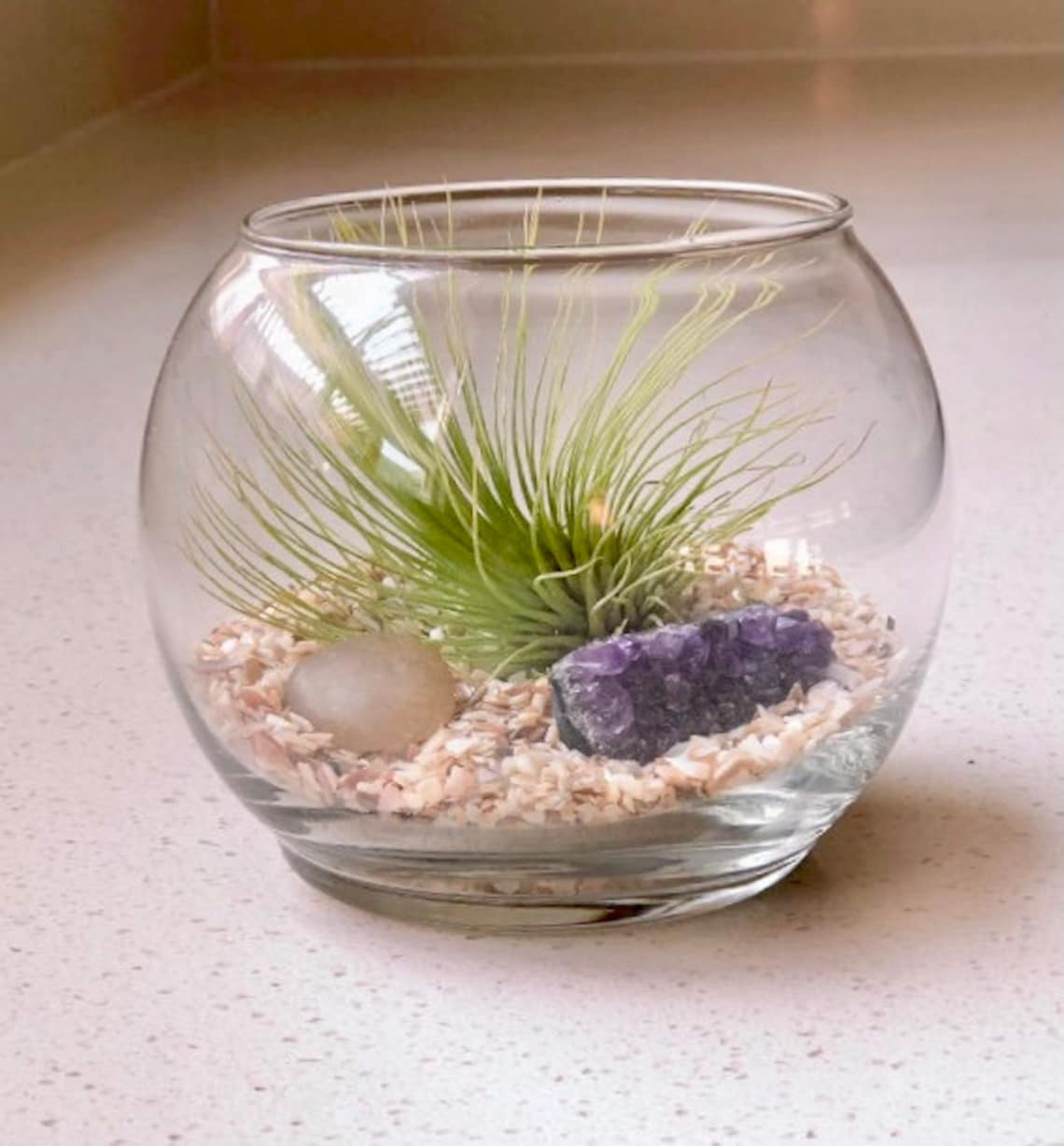 Air Plant in a bowl.