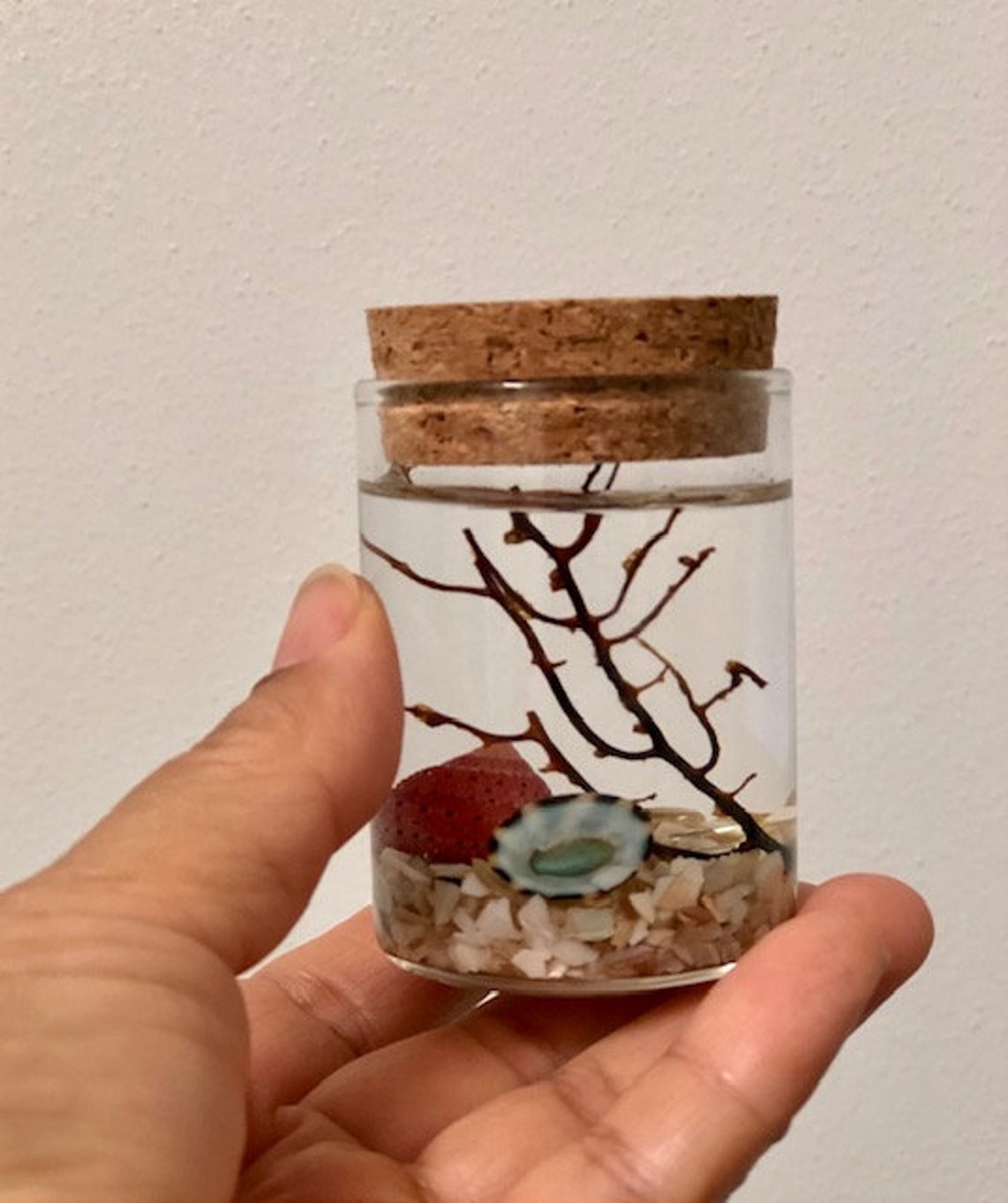 Terrarium Kit/ Small Aqua Terrarium / Aquatic Decor/ Office Etsy