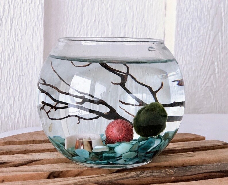 Marimo Moss Ball Terrarium Kit/ Globe Glass Terrarium / Etsy
