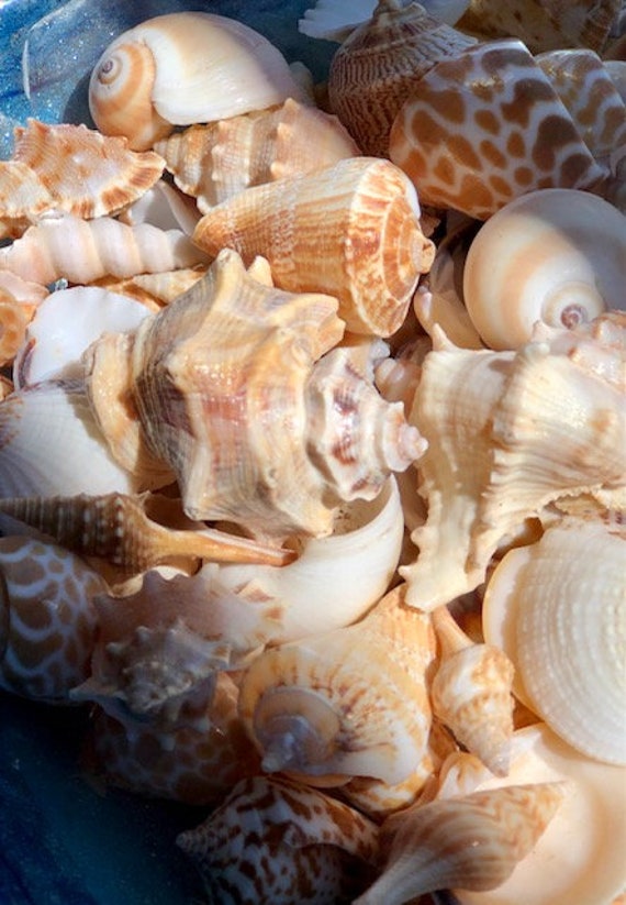 100 SMALL SEASHELLS Mini Sea Shells Craft Wedding Beach Confetti 7-15 Mm  terrarium Beach Mix. Wedding Table Decor. Coastal Crafts. Natural 