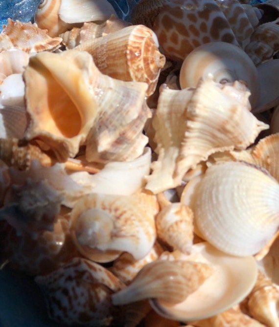 100 Small Seashell Mix, Tiny Sea Shell Lot, Beach Wedding Decor