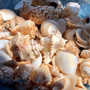Seashell Baskets Assortment - Medium - Seashell Decor 