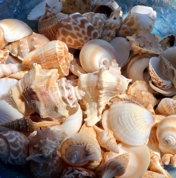 Assorted Sea Shells Natural Beach / Seashells Mixed Craft