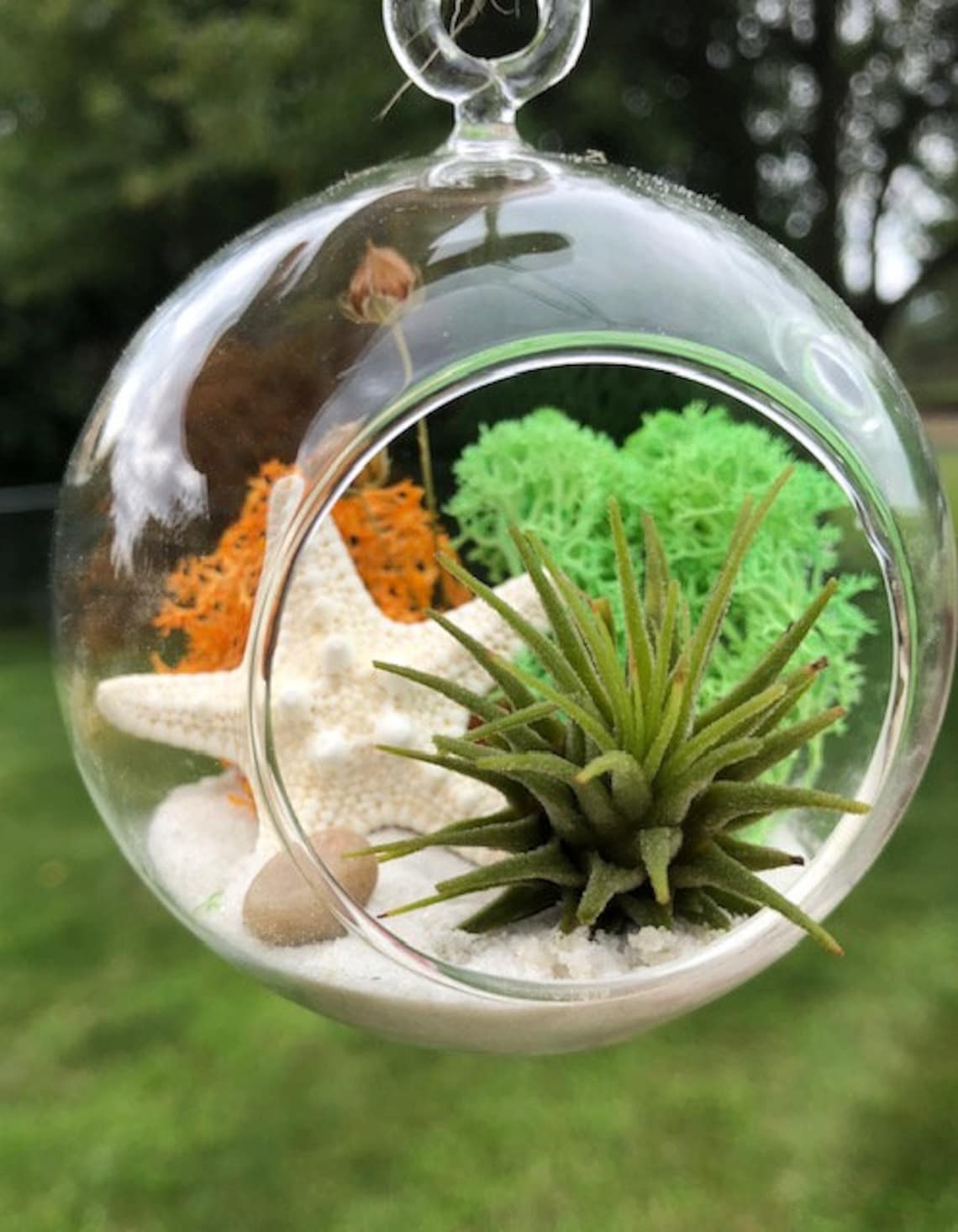 Small Air Plant Terrarium Kit / Glass Globe/ Small Hanging Etsy