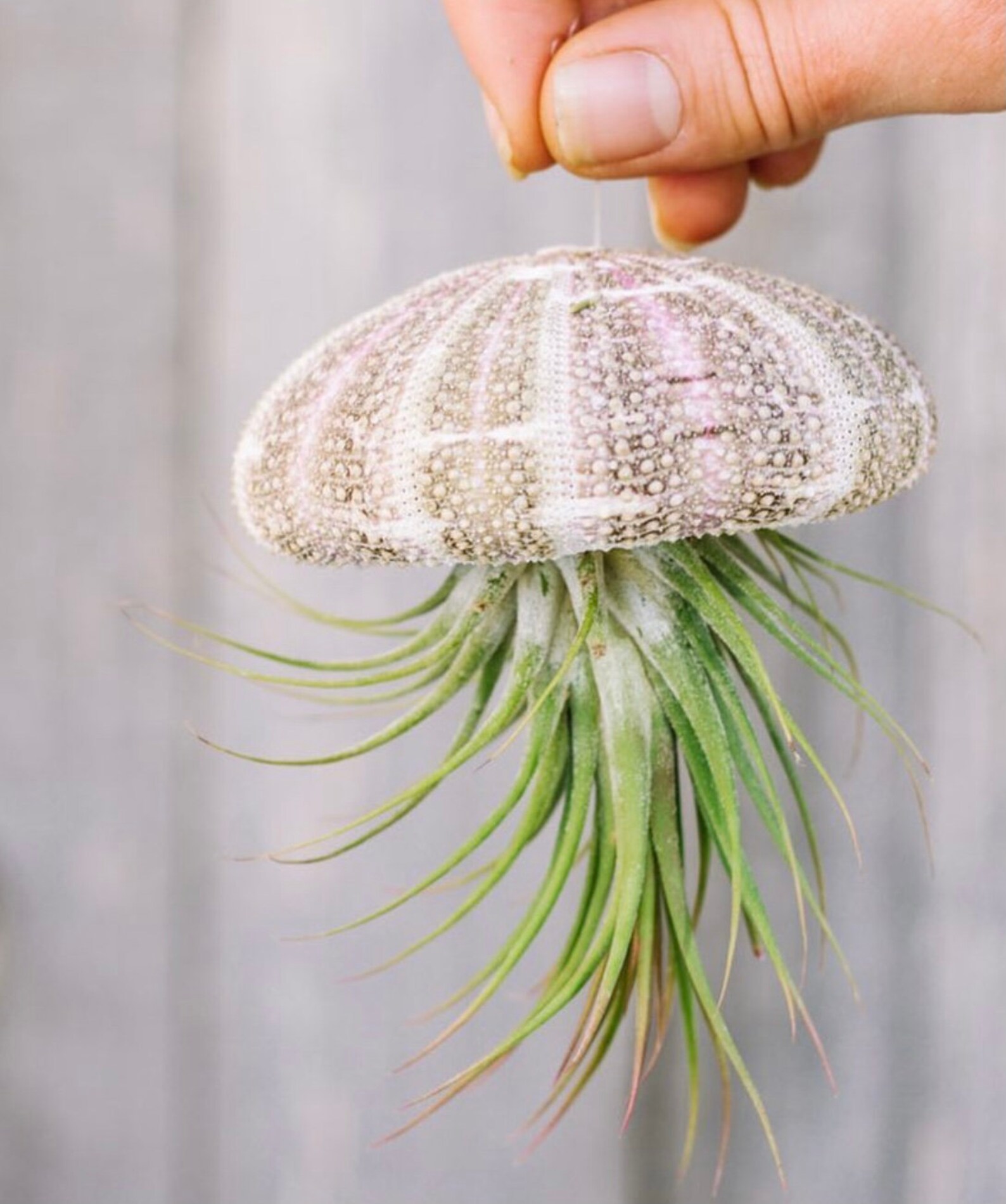 XL Hanging Air Plant Jellyfish 44.5/ Tillandsia Etsy Australia