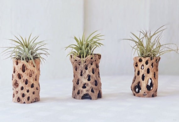 Cholla Wood Indoor Plant Arrangement, Handmade Plant Gift