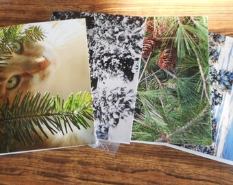 Tarjetas fotográficas de escenas de invierno