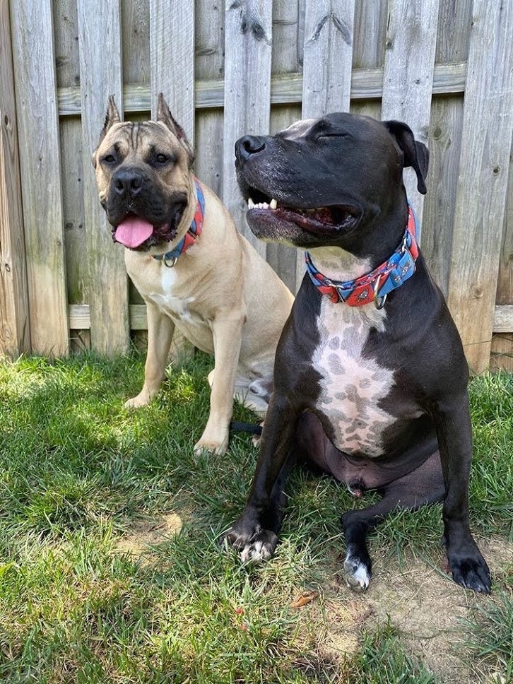 Dog Collar Rocket Collar Summer Collar Colorful Fashion Etsy