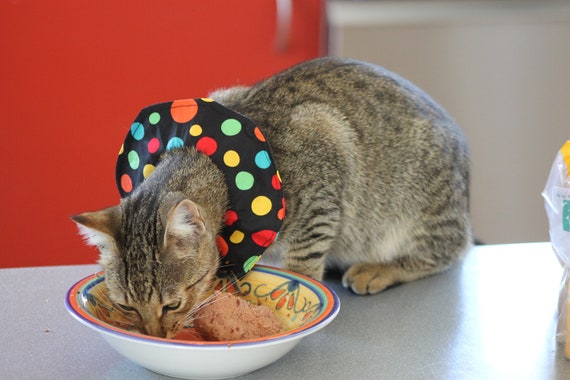 anti bird cat collar