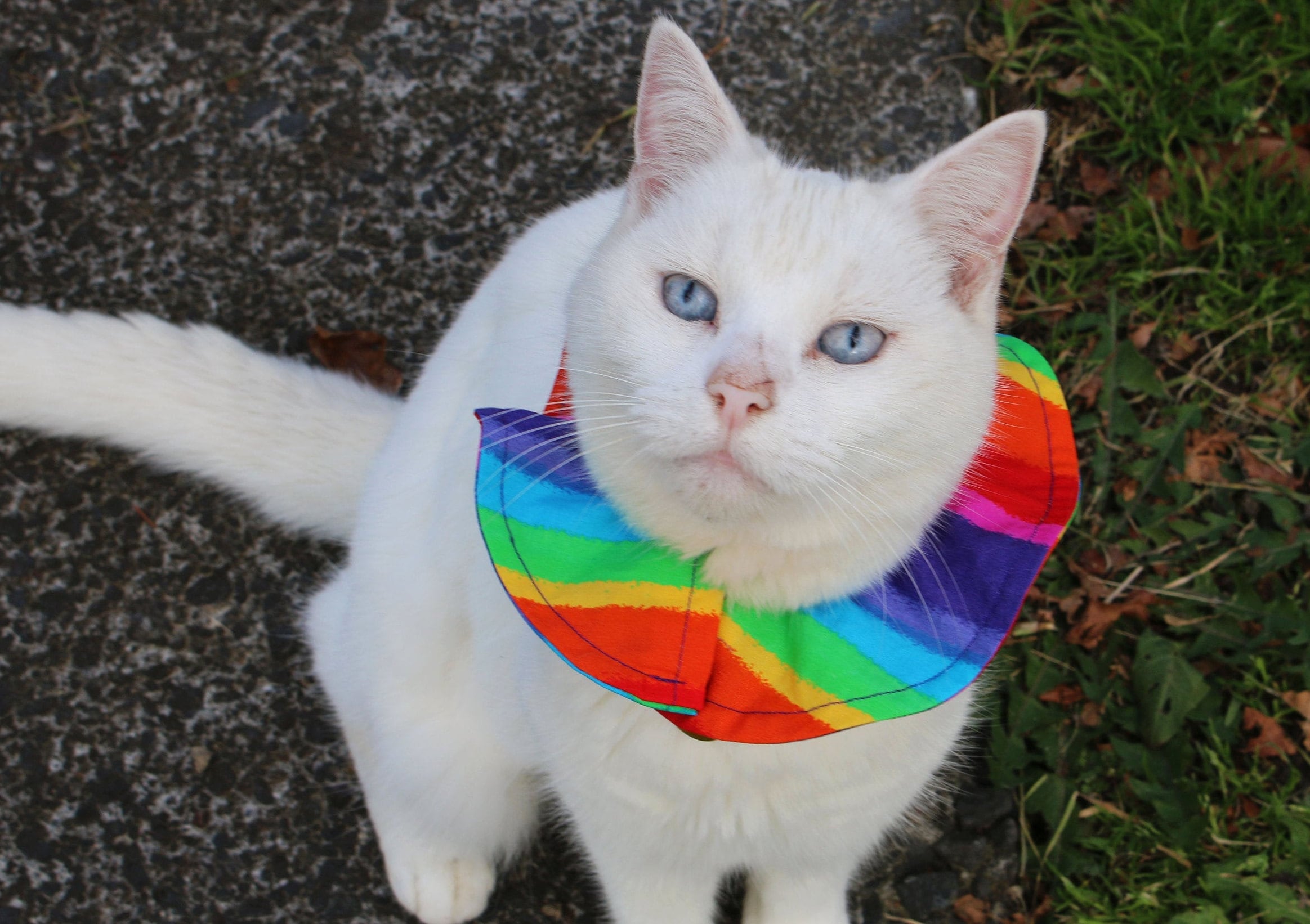 Bird Warning Cat Collar COVER Rainbow Anti Bird Hunting Etsy