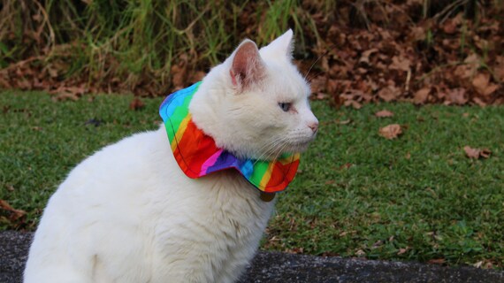 anti bird cat collar